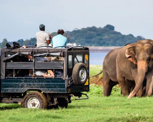 1894272Yala_Jeep_Safari