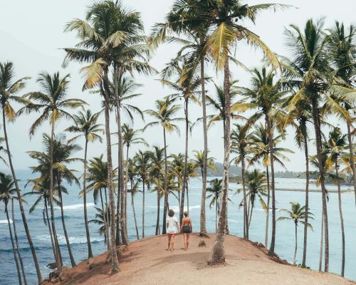 Things-To-Do-Mirissa-Sri-Lanka-coconut-tree-header
